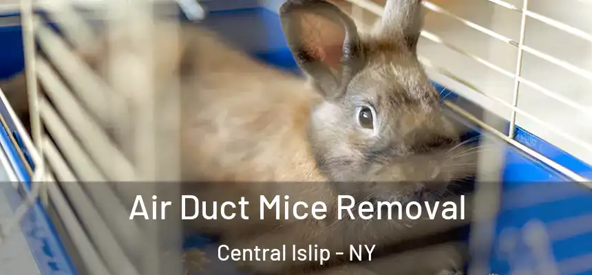  Air Duct Mice Removal Central Islip - NY