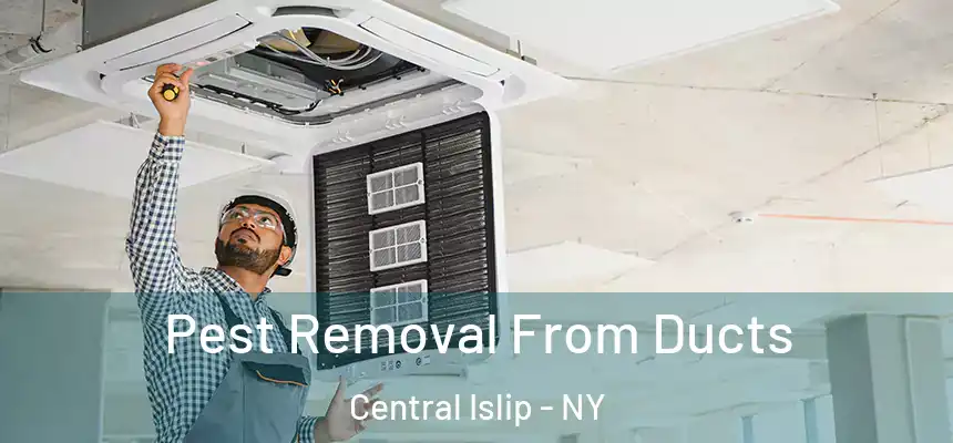  Pest Removal From Ducts Central Islip - NY