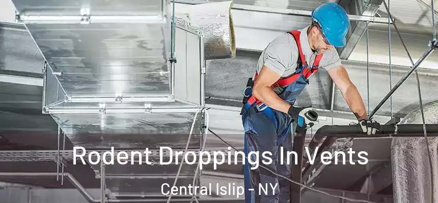  Rodent Droppings In Vents Central Islip - NY